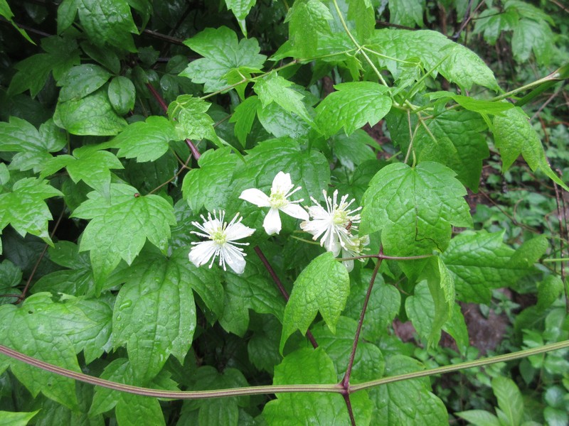 Clematis trichotoma photo 5