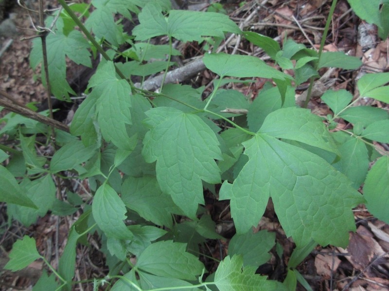 Clematis trichotoma photo 6