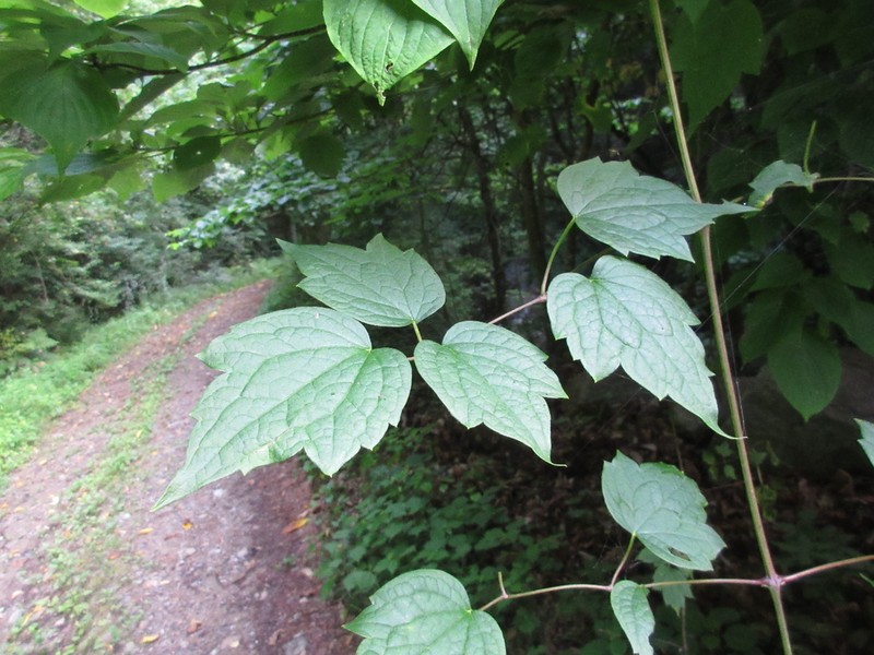 Clematis trichotoma photo 7