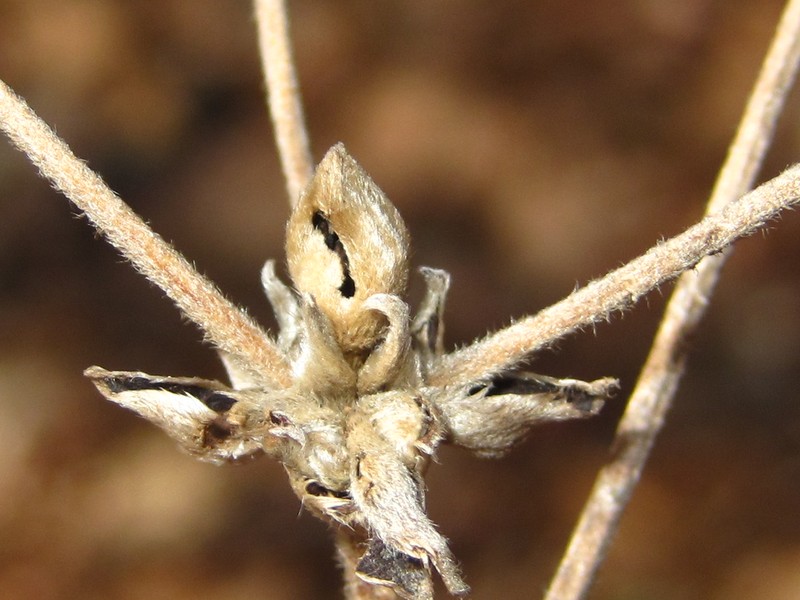 Clematis trichotoma photo 8