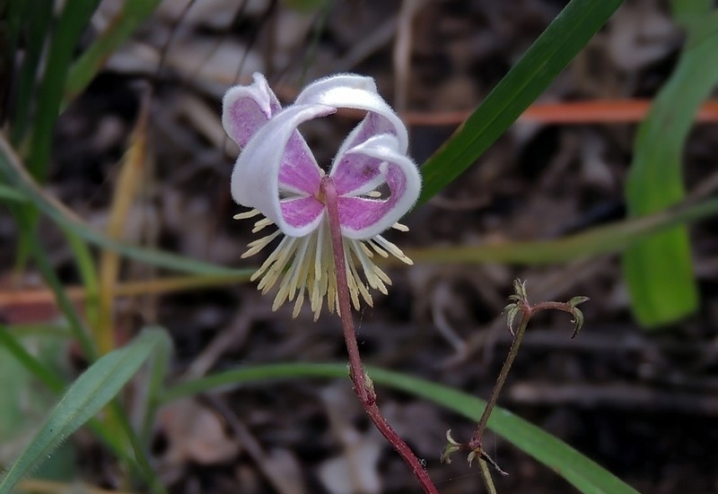 Clematis welwitschii