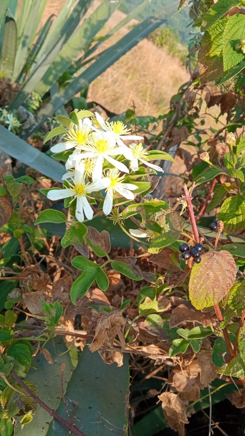 Clematis welwitschii photo 3