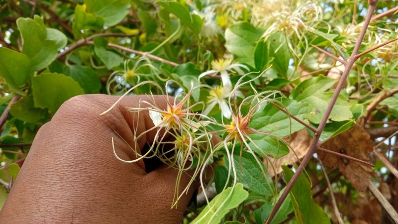 Clematis welwitschii photo 4