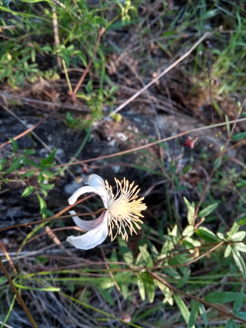 Clematis welwitschii photo 6