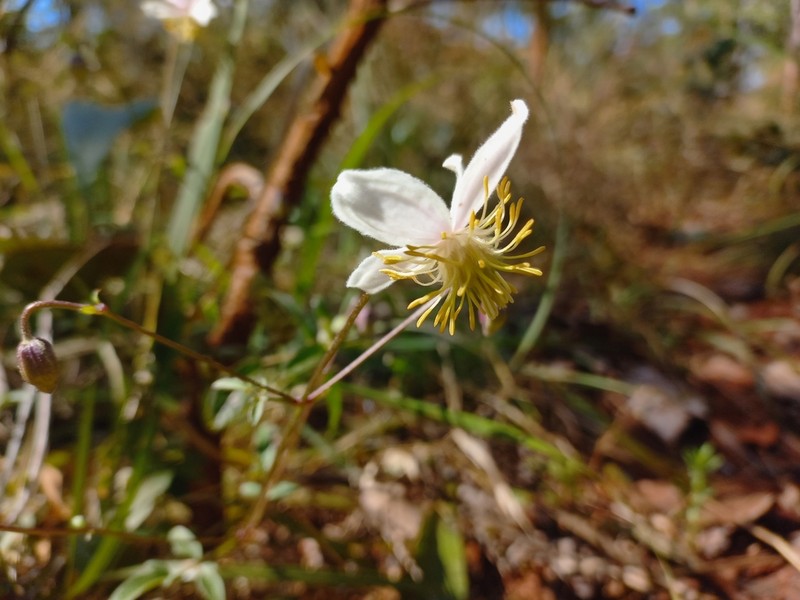 Clematis welwitschii photo 7