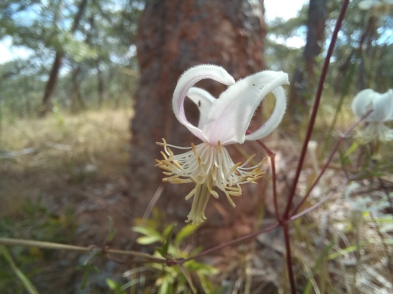 Clematis welwitschii photo 8