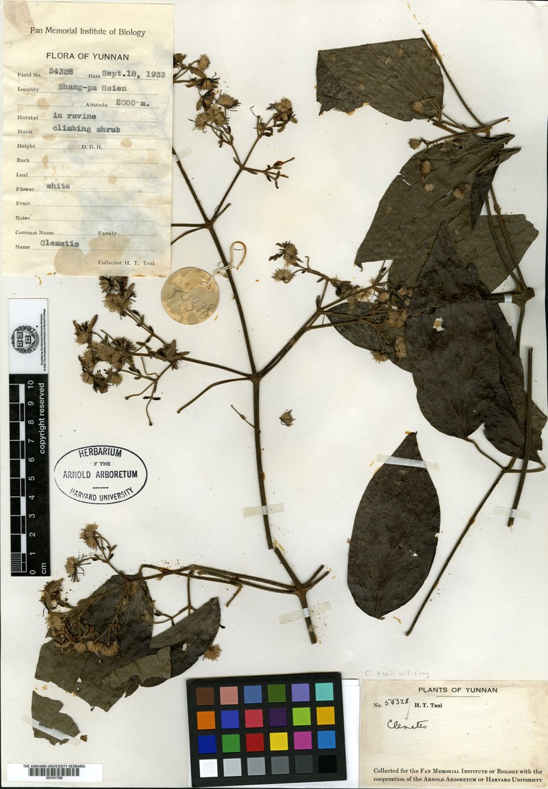 Clematis tsaii