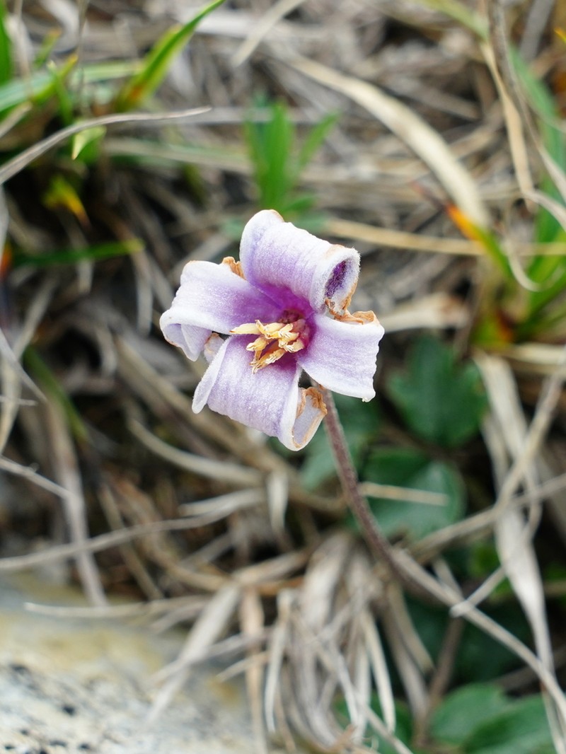 Clematis tsugetorum