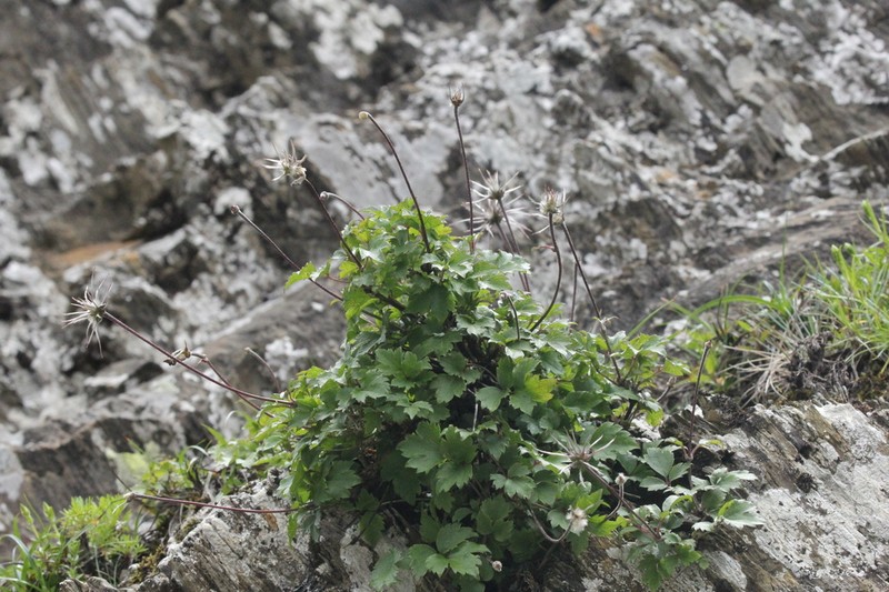 Clematis tsugetorum photo 3