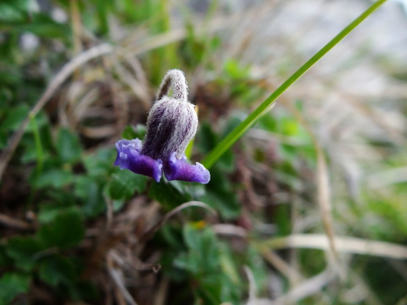 Clematis tsugetorum photo 4