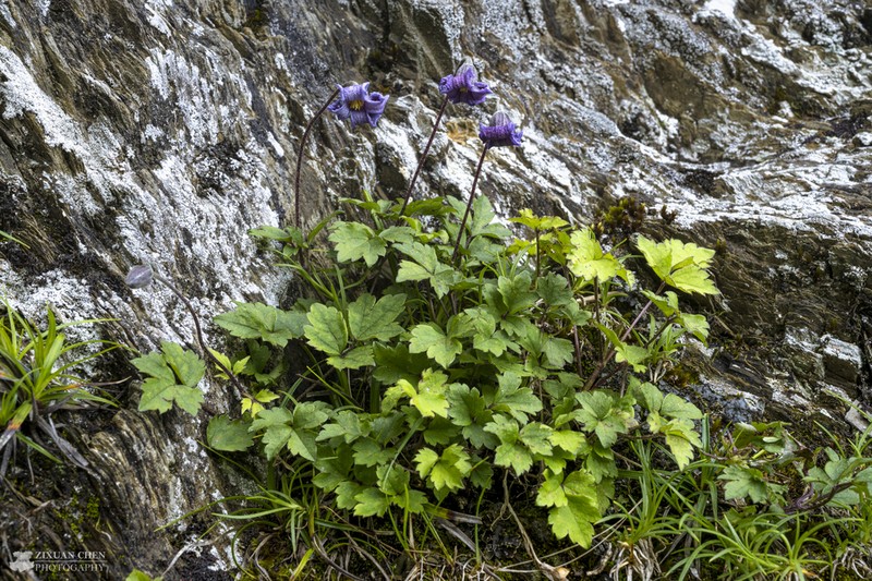 Clematis tsugetorum photo 8