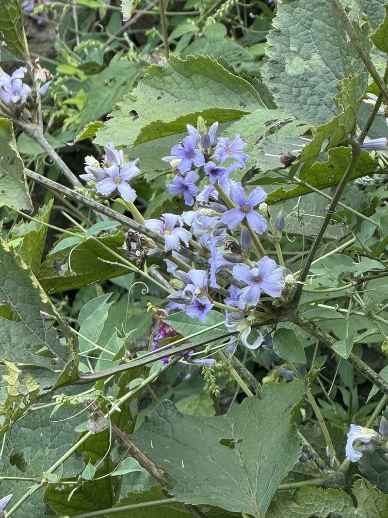 Clematis tubulosa