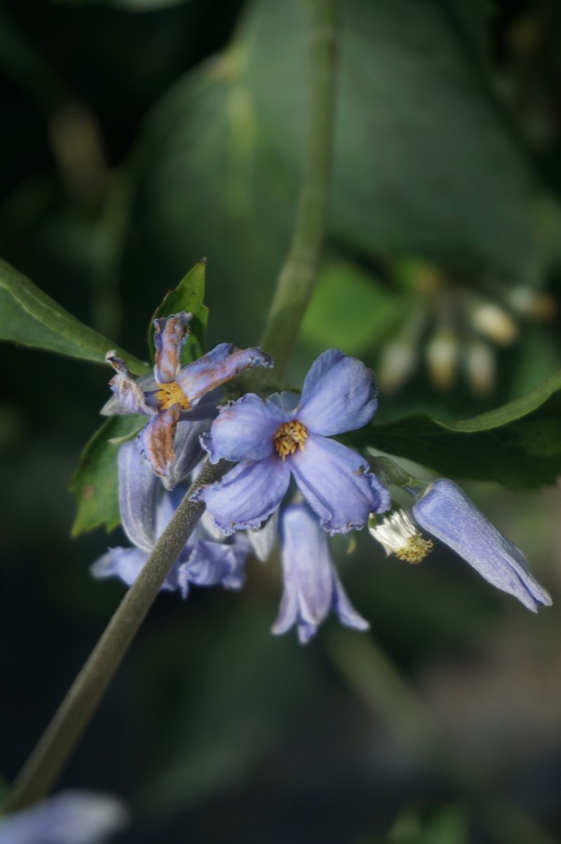 Clematis tubulosa photo 4