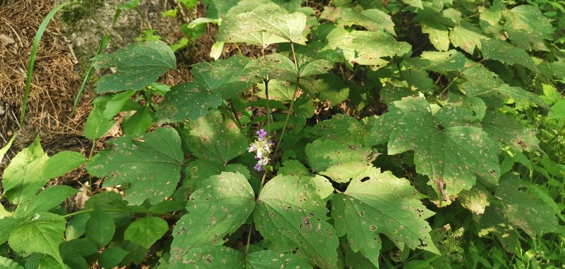 Clematis tubulosa photo 5