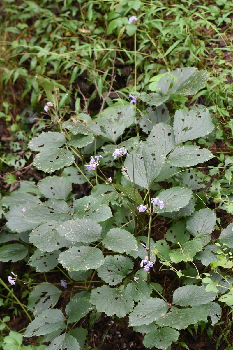 Clematis tubulosa photo 6