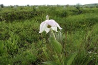 Clematis uhehensis