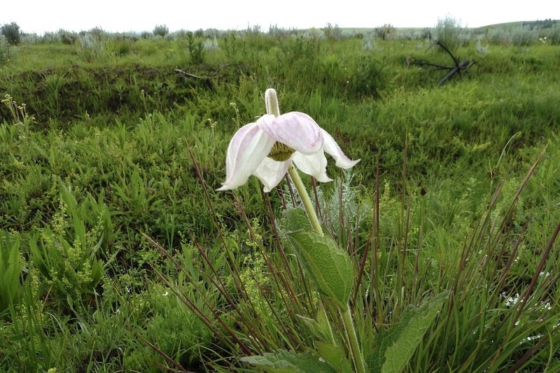 Clematis uhehensis
