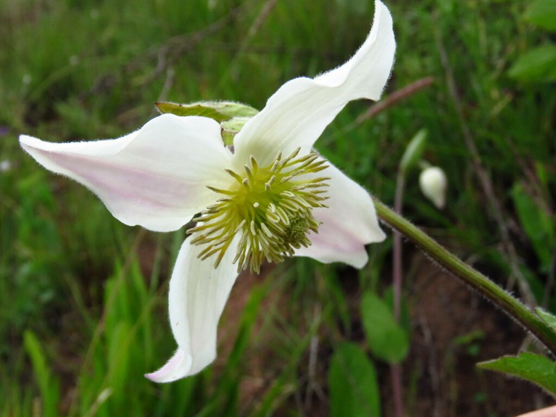 Clematis uhehensis photo 3