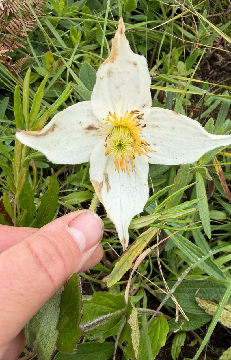 Clematis uhehensis photo 6