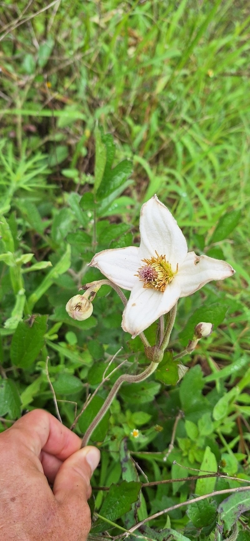 Clematis uhehensis photo 7