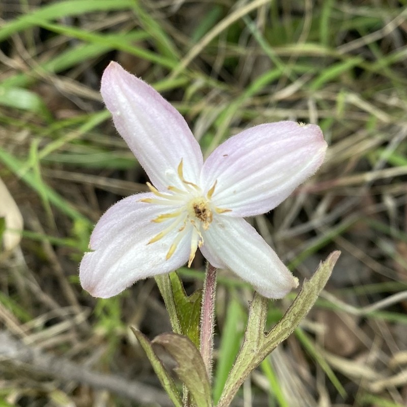 Clematis uhehensis photo 8