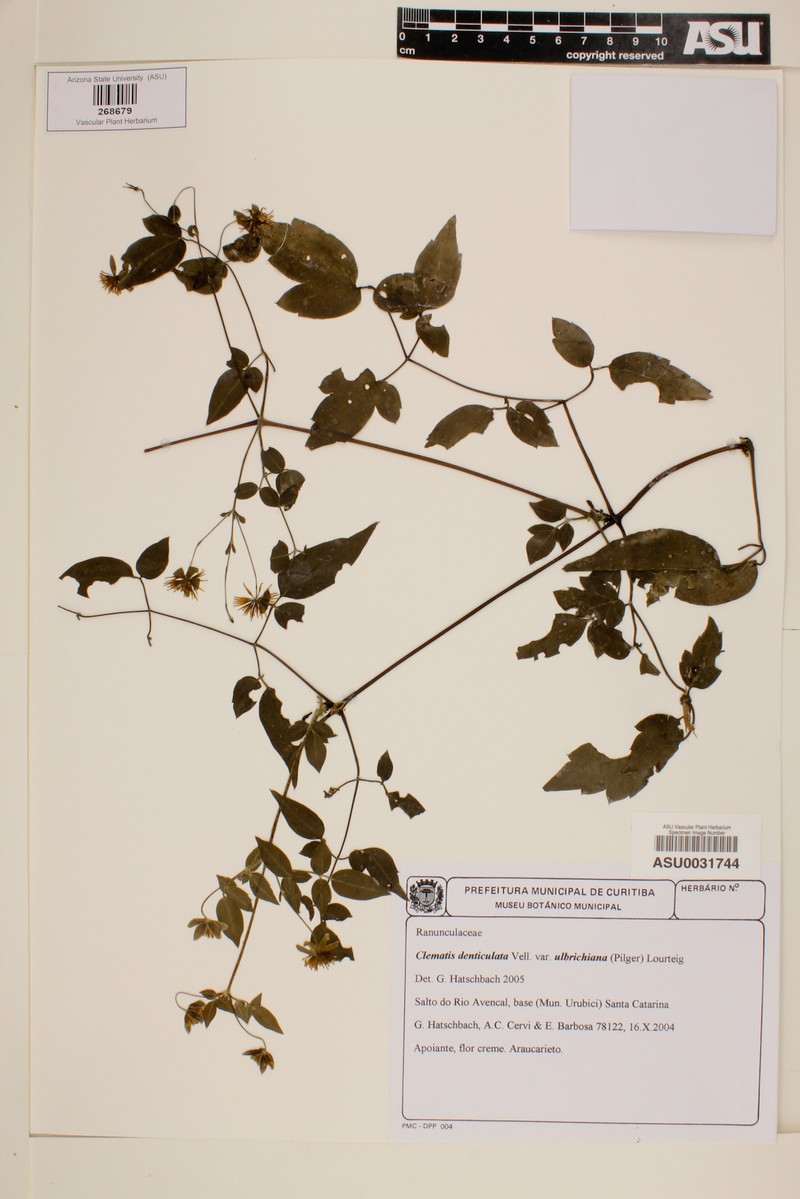 Clematis ulbrichiana