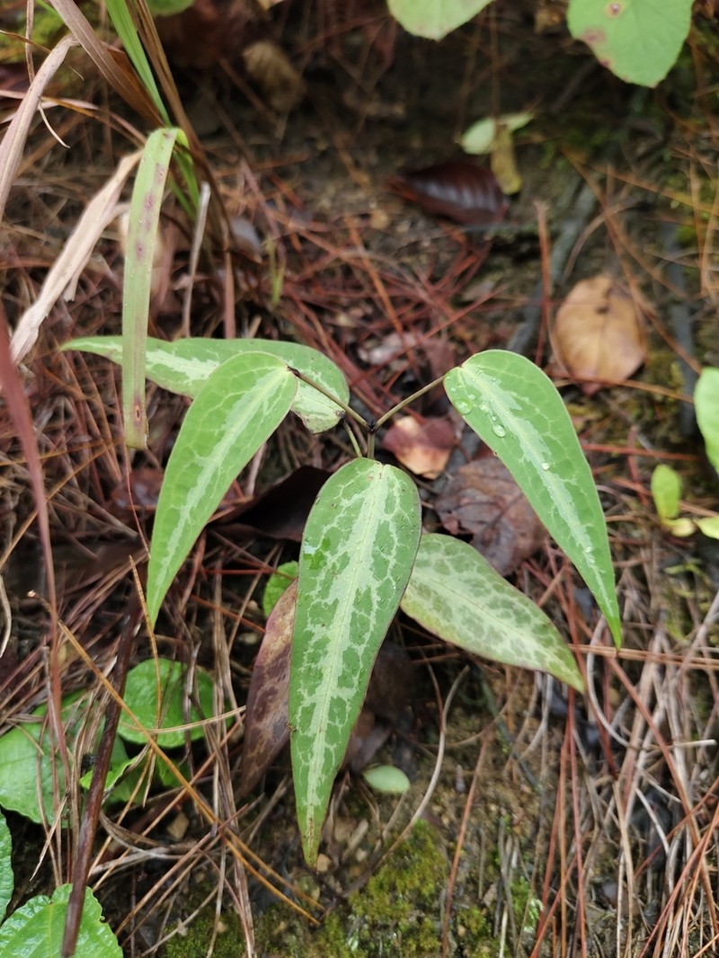 Clematis uncinata