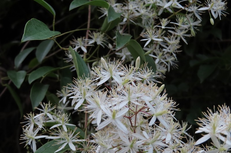 Clematis uncinata photo 2