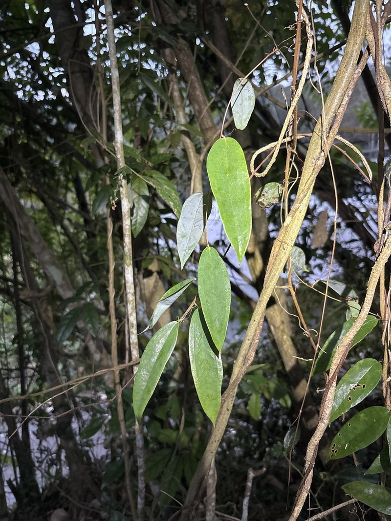 Clematis uncinata photo 6
