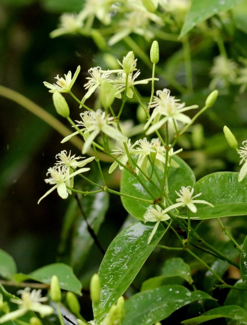 Clematis uncinata photo 8
