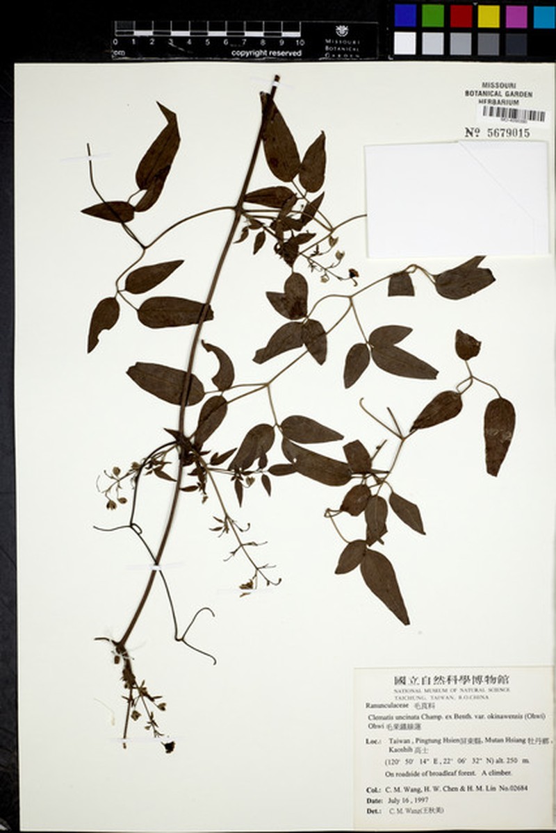 Clematis uncinata var. okinawensis