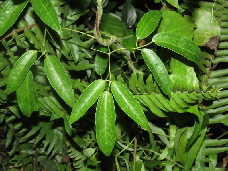 Clematis uncinata var. uncinata