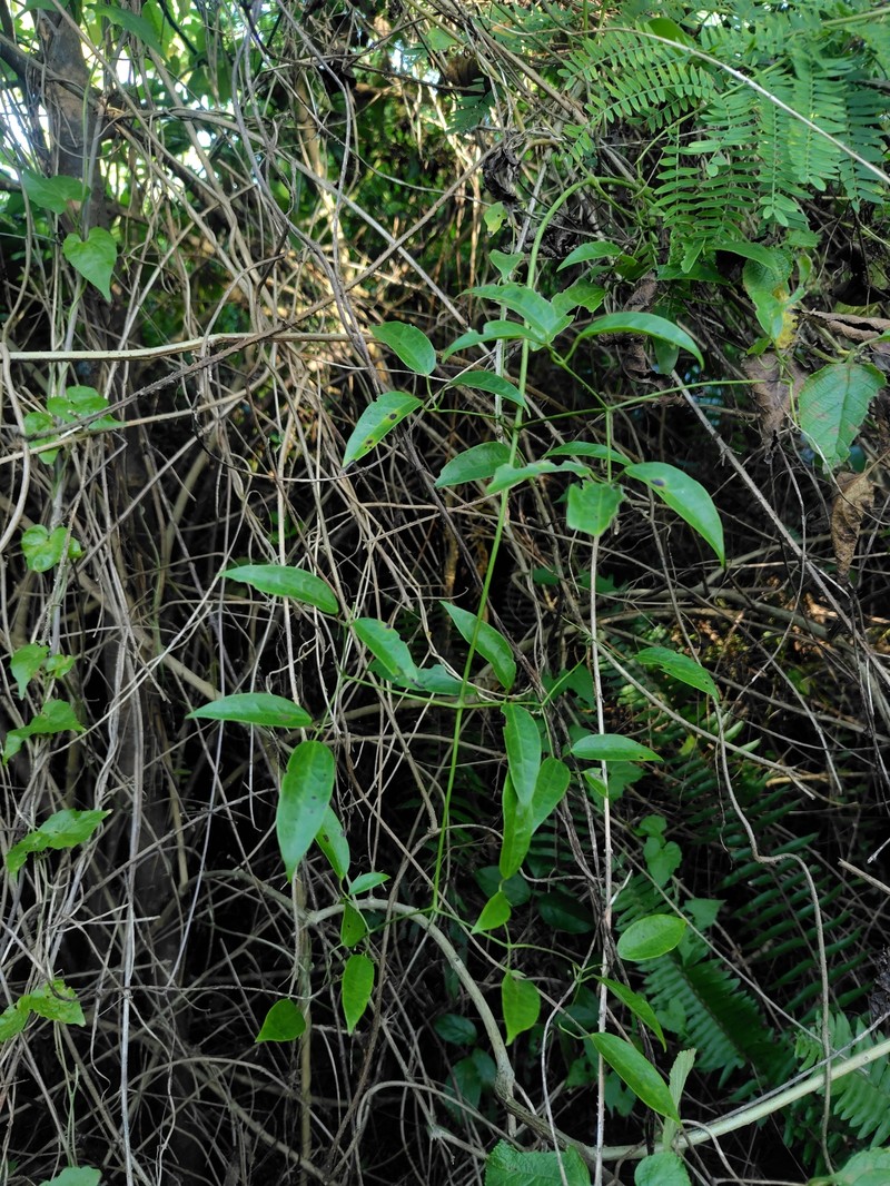 Clematis uncinata var. uncinata photo 2