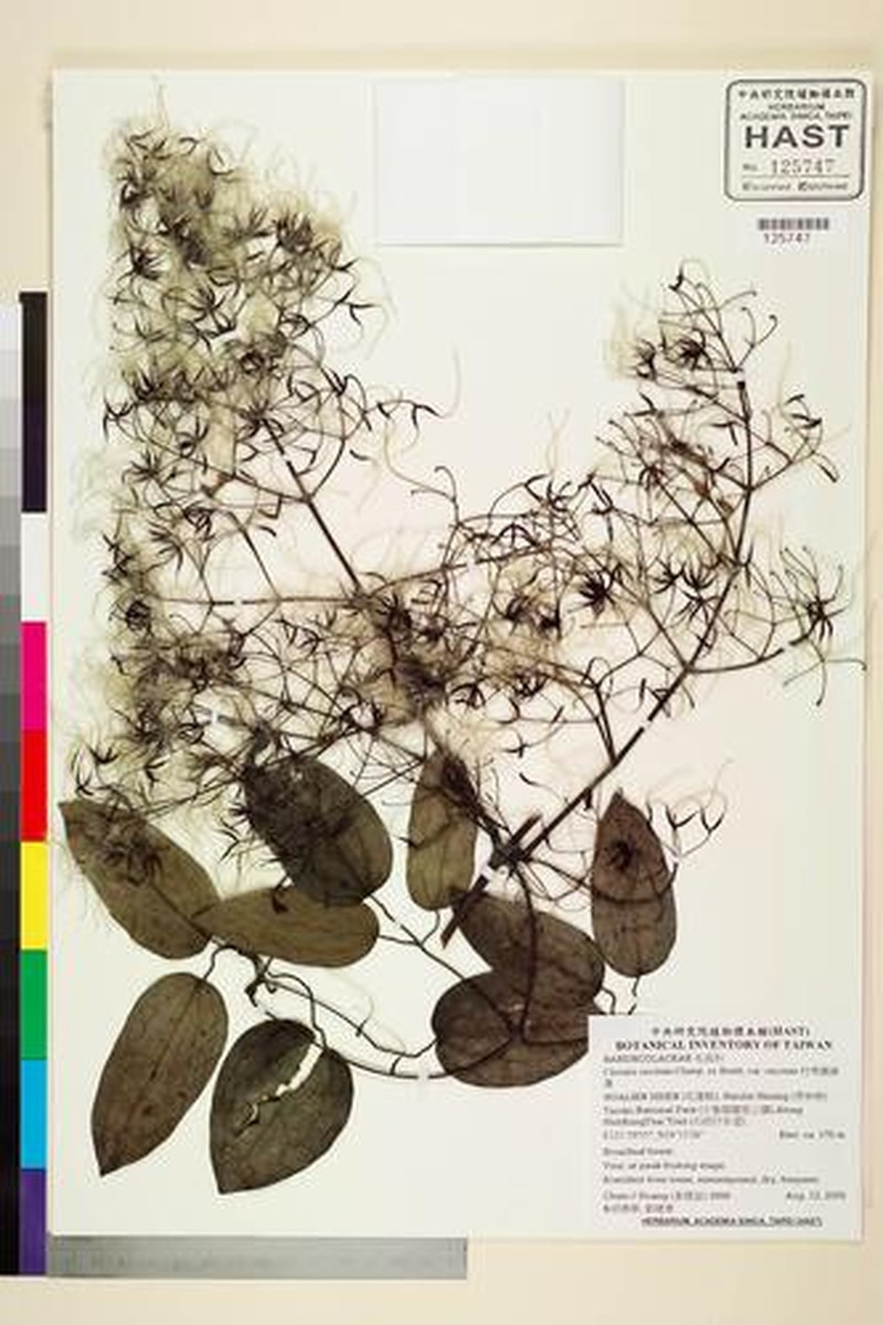 Clematis uncinata var. uncinata photo 3