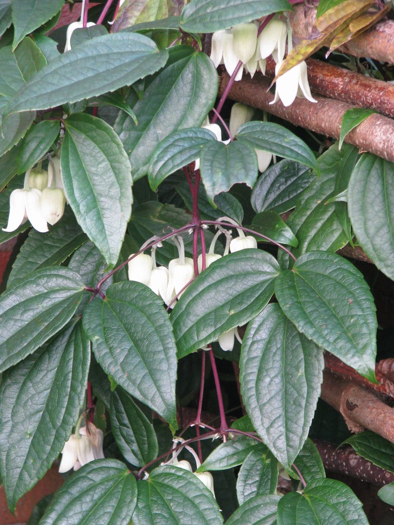 Clematis urophylla