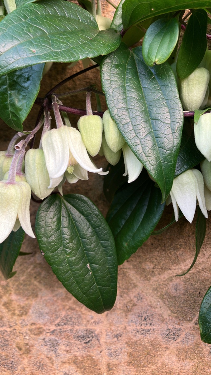 Clematis urophylla photo 2