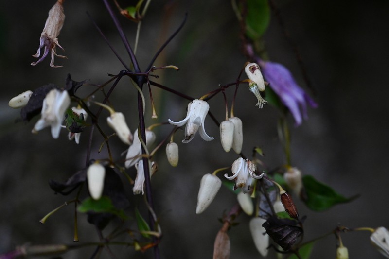 Clematis urophylla photo 3
