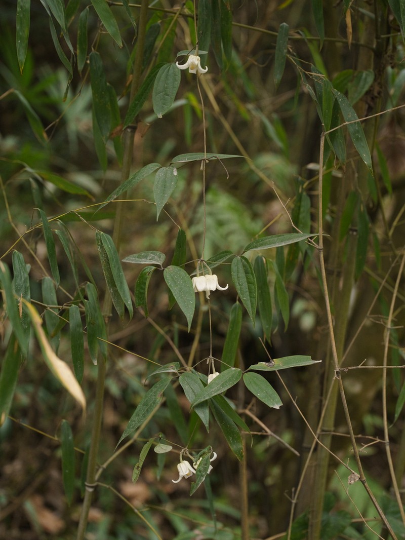 Clematis urophylla photo 4
