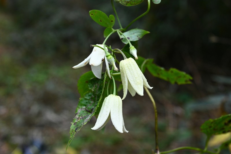 Clematis urophylla photo 5