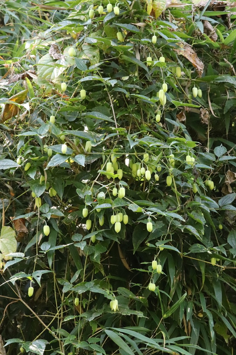 Clematis urophylla photo 6