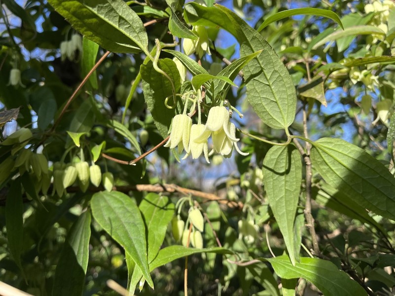 Clematis urophylla photo 7