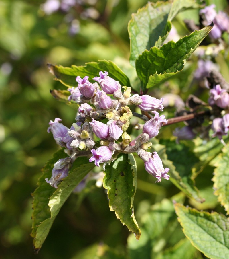 Clematis urticifolia photo 2