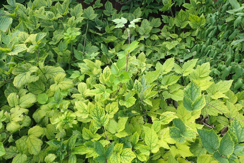Clematis urticifolia photo 3