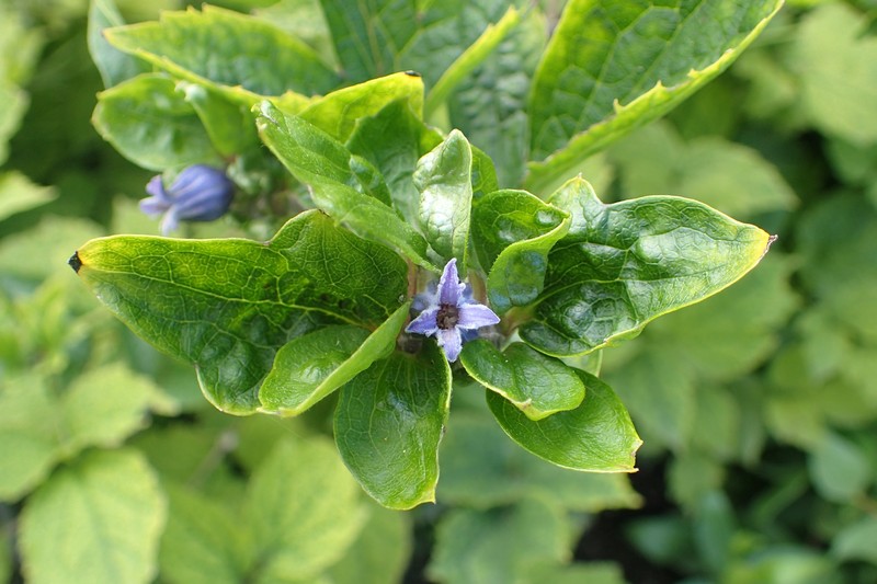 Clematis urticifolia photo 4