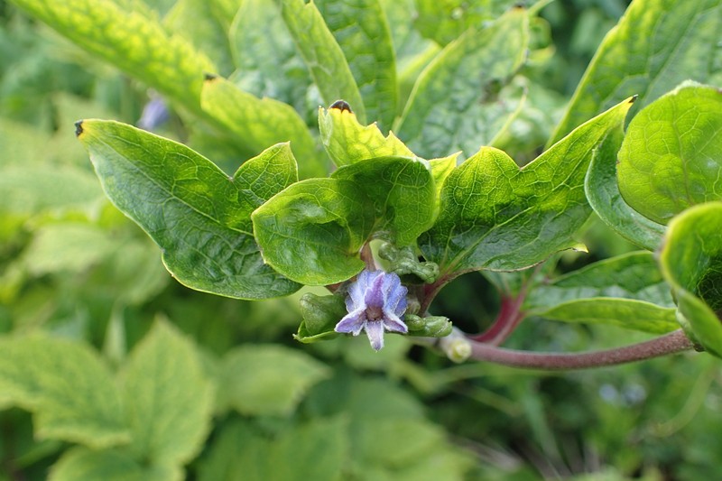 Clematis urticifolia photo 5