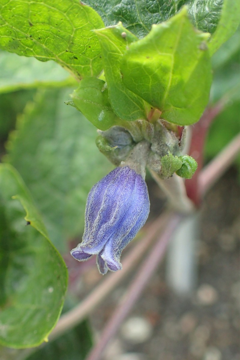 Clematis urticifolia photo 6