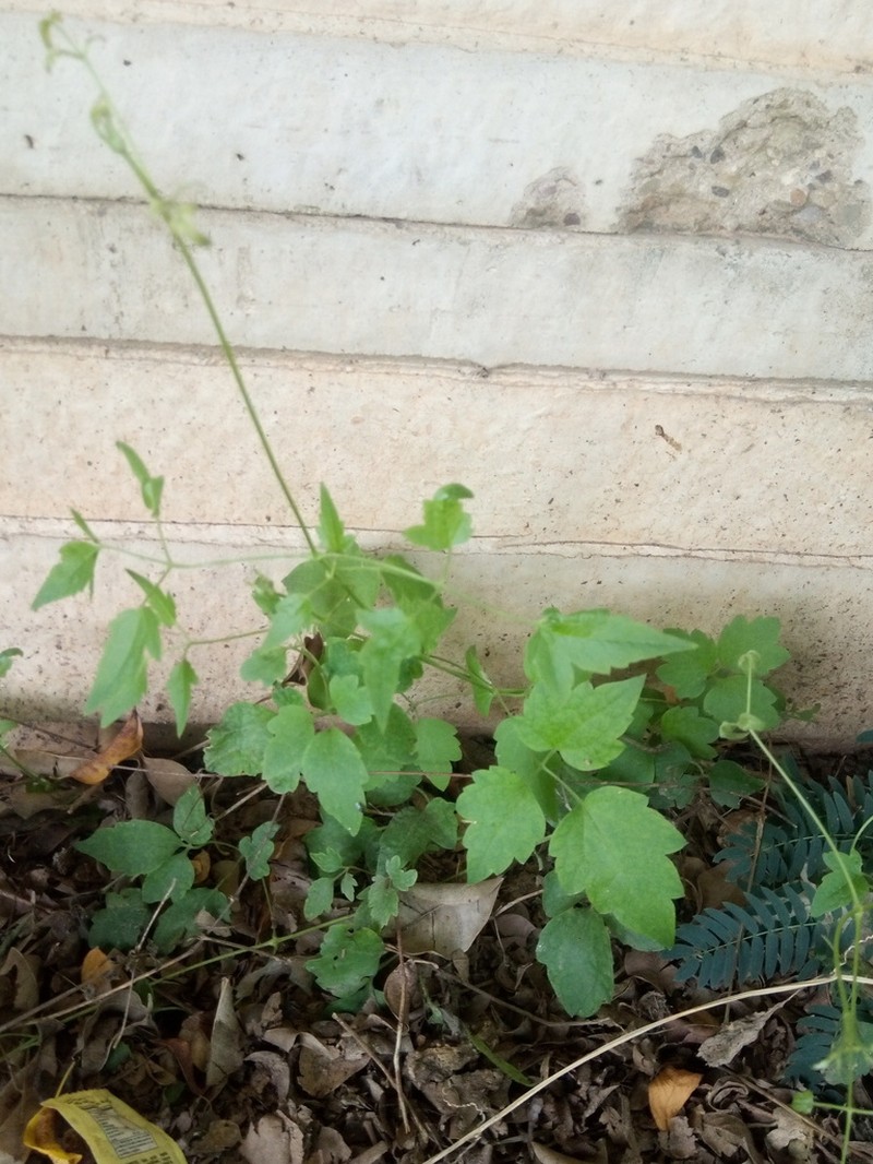 Clematis uruboensis