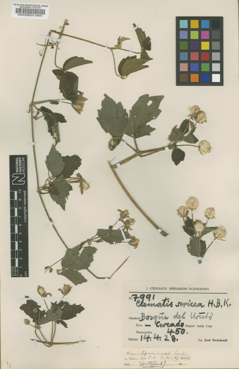 Clematis uruboensis photo 2