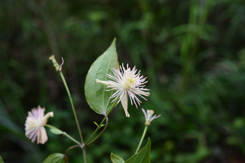 Clematis vaniotii