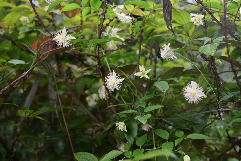 Clematis vaniotii photo 2